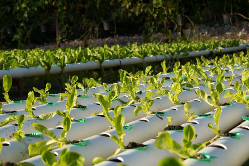 The Hydroponics Organic Hydroponic Vegetable in Cultivation Farm Stock