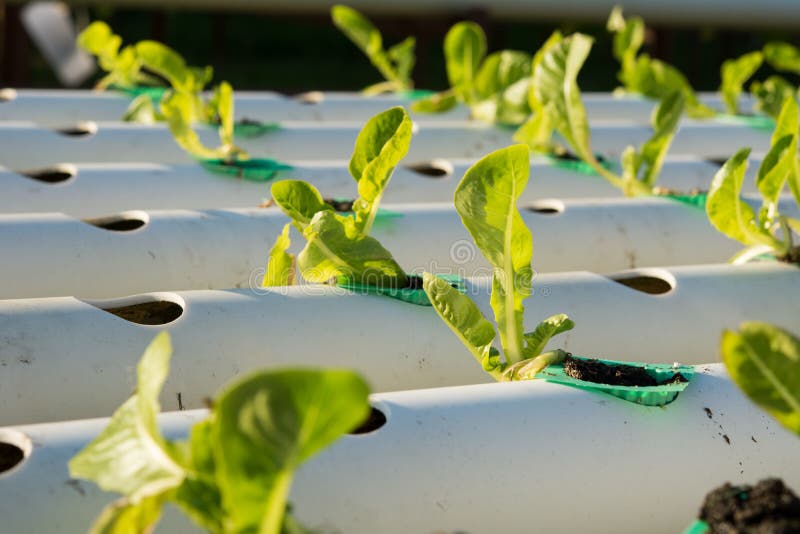 Best Hydroponic Nutrients and Fertilizers in 2023 - The Hydroponics Planet