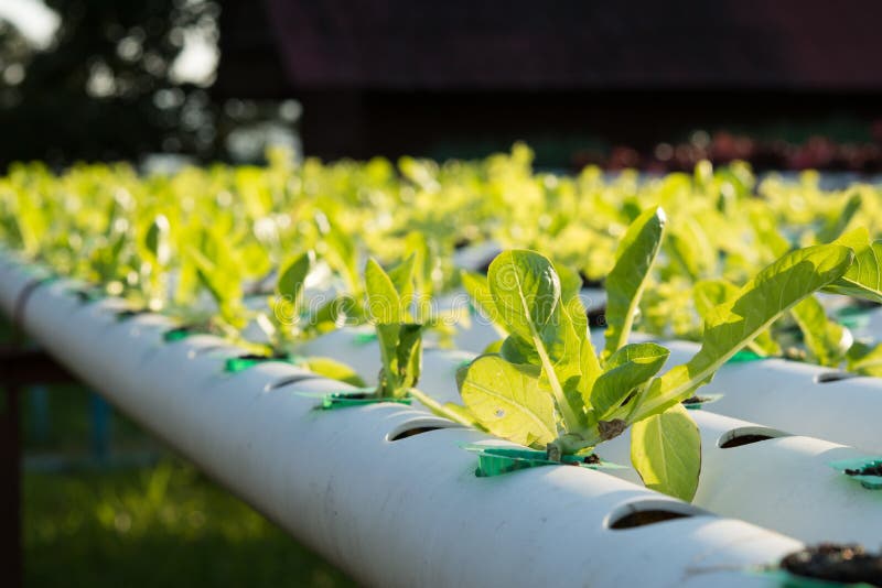 BANIRO Hydroponics Nutrients,All Purpose Plant Food A & B,Fertilizer ...