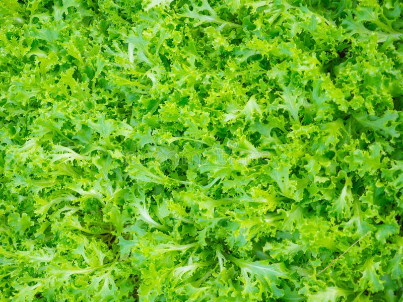 Organic Green Oak Lettuce Vegetable,Fresh Green Oak Lettuce Stock Image ...