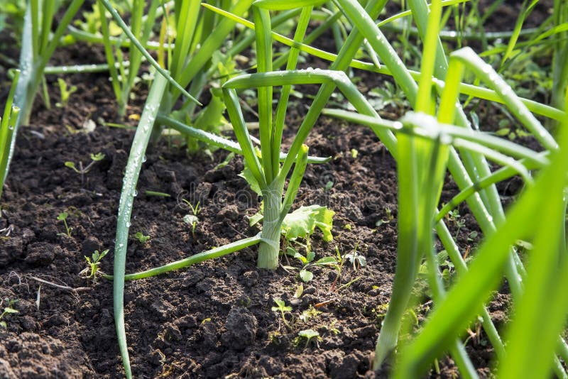 Organic Green Onions Growing in the Vegetable Garden Stock Photo