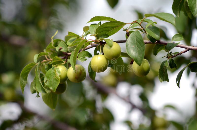 Organic green plums stock photo. Image of varieties, branch 55857936
