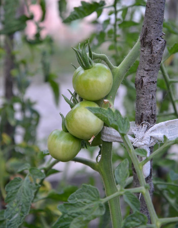 Organic green tomato