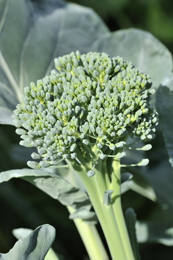 Organic Greenhouse Broccoli Stock Photo Image of gourmet, crop 14309340