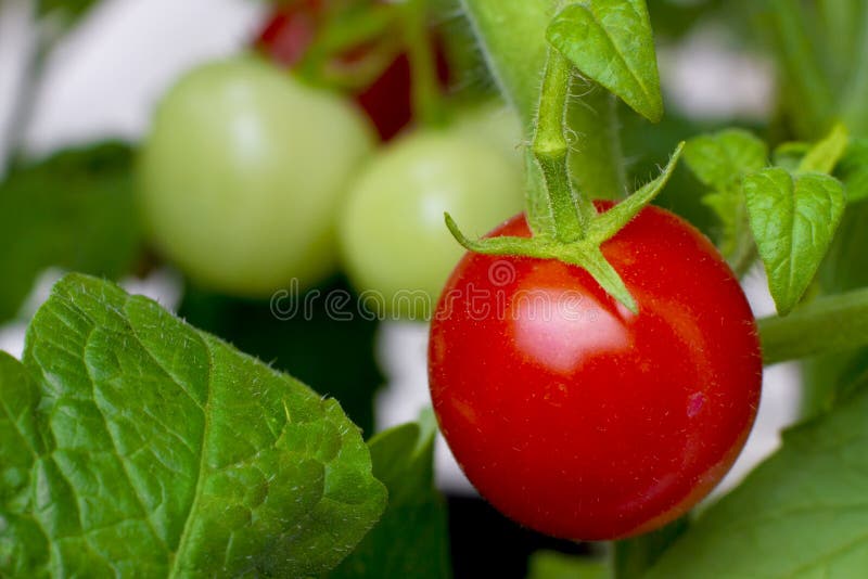 Organic grown red ripe tomato on a vine