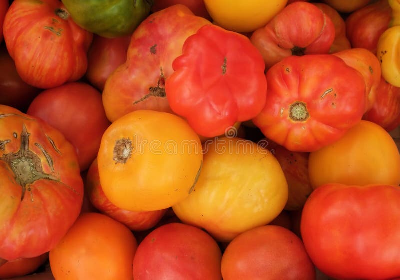 Organic Heirloom Tomatoes stock image. Image of healthy 6212151