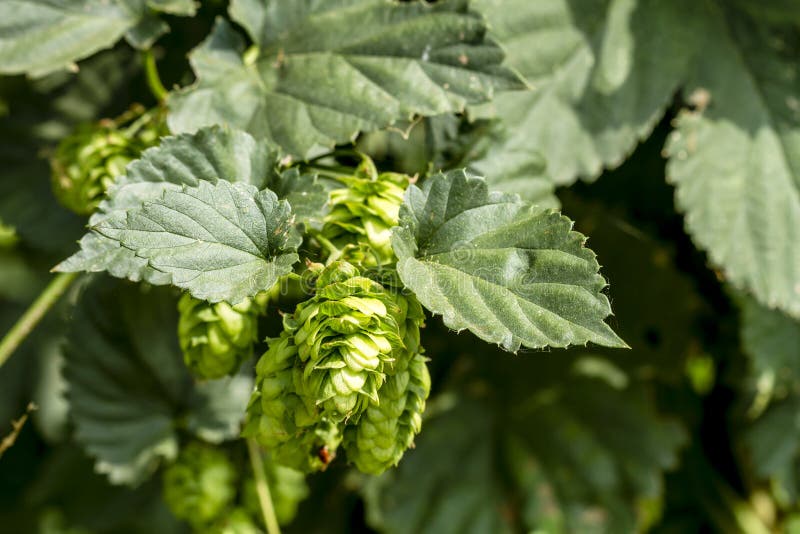 Organic Hops Farm for Brewing Beer Stock Photo Image of picking