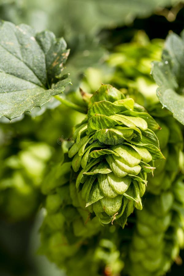 Organic Hops Farm for Brewing Beer Stock Photo Image of hops, lupulus