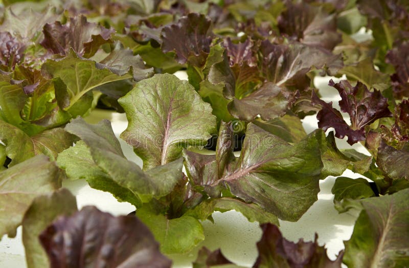Organic hydroponic vegetable cultivation royalty free stock photo Organic hydroponic vegetable cultivation royalty free stock photo