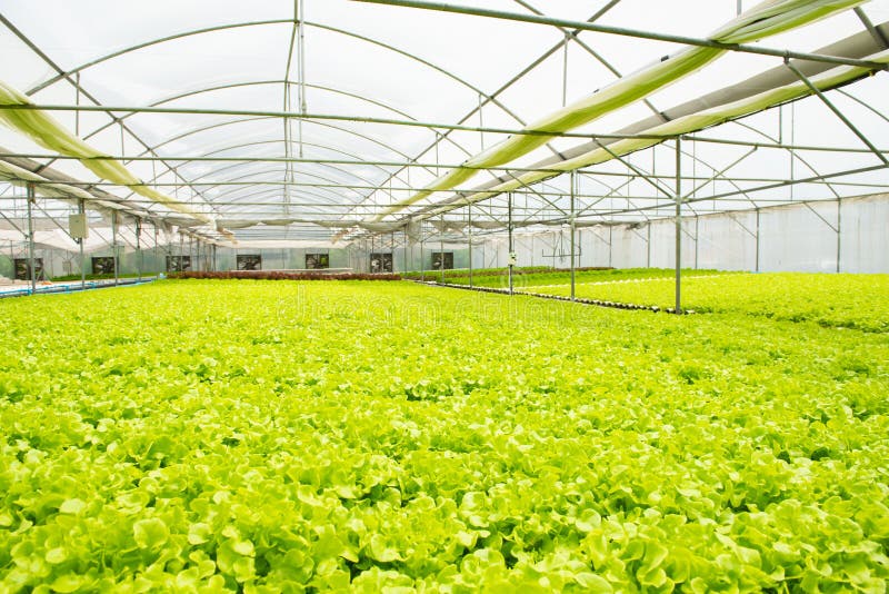 Organic hydroponic vegetable cultivation greenhouse farm.Concept of healthy eating. Farming. Food production