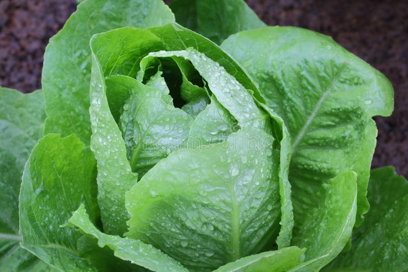 Organic Lettuce stock image. Image of rural, field, agriculture 36322717