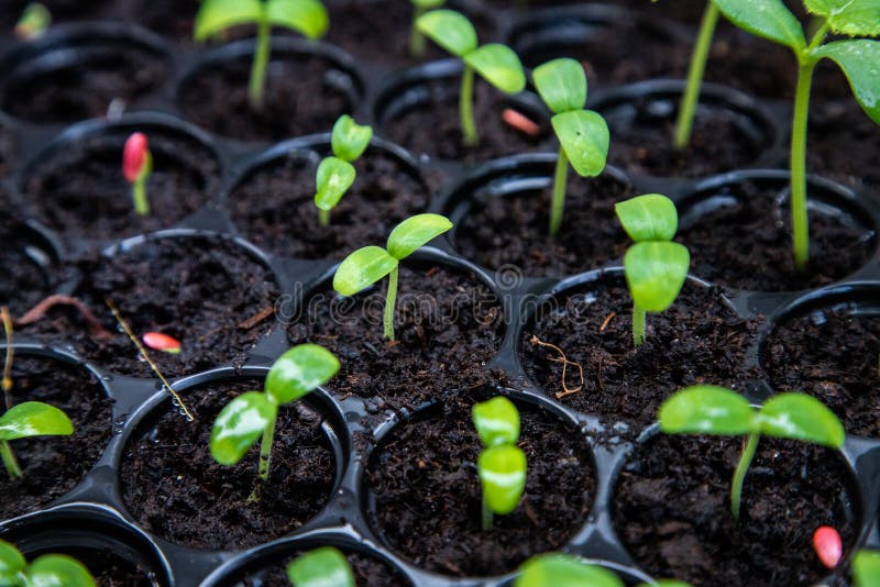 Organic Melon Seedlings in Seedling Tray Under Greenhouse Stock Photo