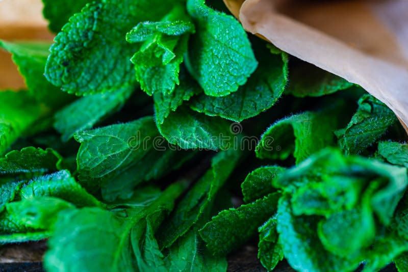 Organic mint herb stock photo. Image of healthy, drink 145986816