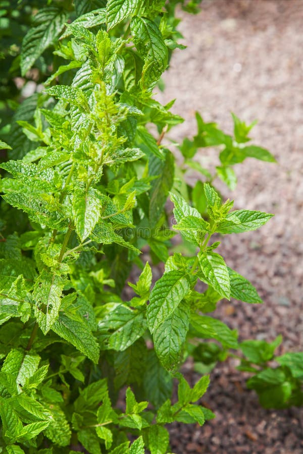 Organic Mint stock photo. Image of freshness, aromatic 61412050