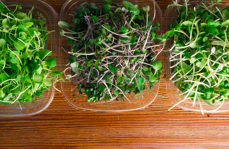 mix of green grass sprouts, arugula, red cabbage, radish. mix of green grass sprouts, arugula, red cabbage, radish