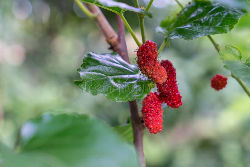 Organic Mulberry fruit tree and green leaves on tree royalty free stock photography Organic Mulberry fruit tree and green leaves on tree royalty free stock photography