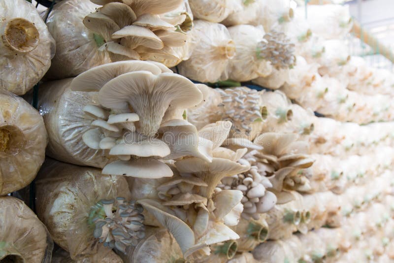 Organic mushroom growing stock photo. Image of mushroom 66864010