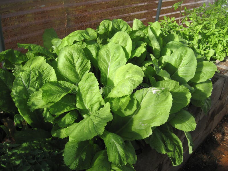 Organic Mustard Lettuce in Greenhouse Stock Image - Image of oraganic ...