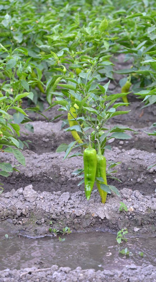 Organic paprika field in macedonia