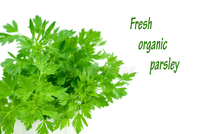 Organic parsley stock image. Image of vegetarian, green 34899485