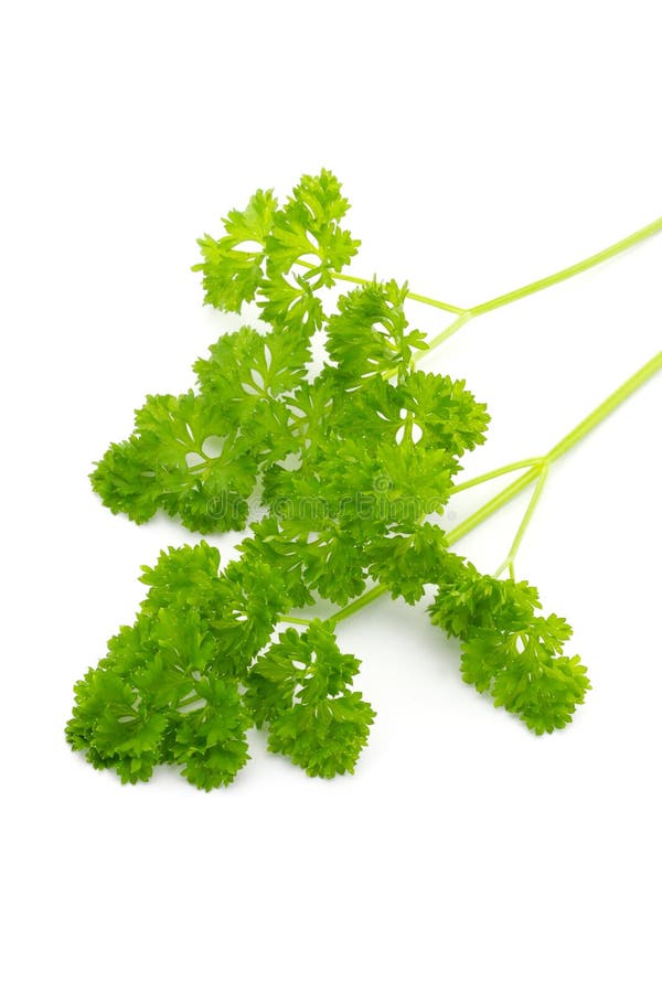 Organic Parsley stock image. Image of cultivated, agriculture 58871141