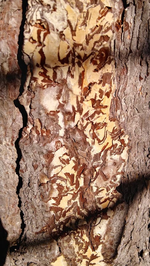 Organic Patterns Created by Barkeating Insects Stock Image Image of
