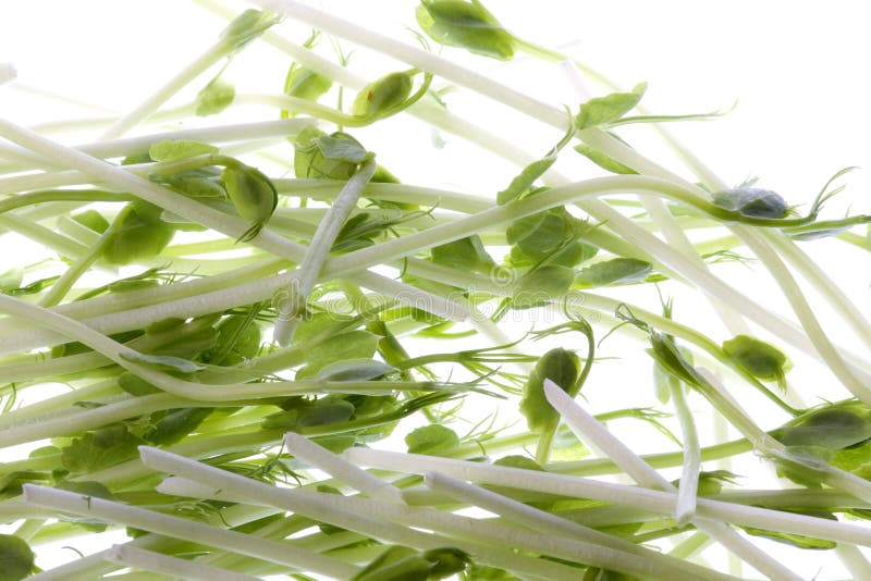 Isolated macro image of organic pea sprouts. Isolated macro image of organic pea sprouts.