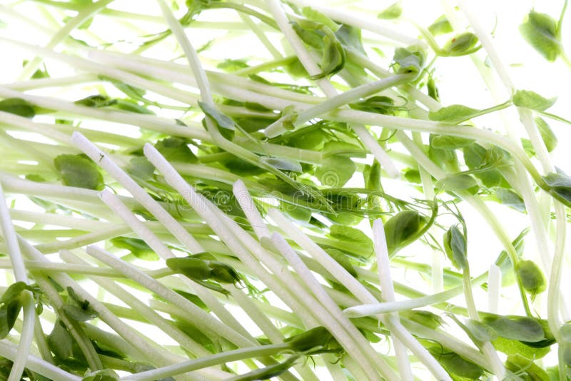 Isolated macro image of organic pea sprouts. Isolated macro image of organic pea sprouts.