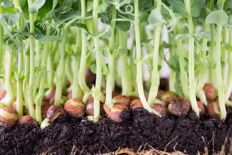 Close Up of Olive Tree Branch with Olives on Olive Trees Backround