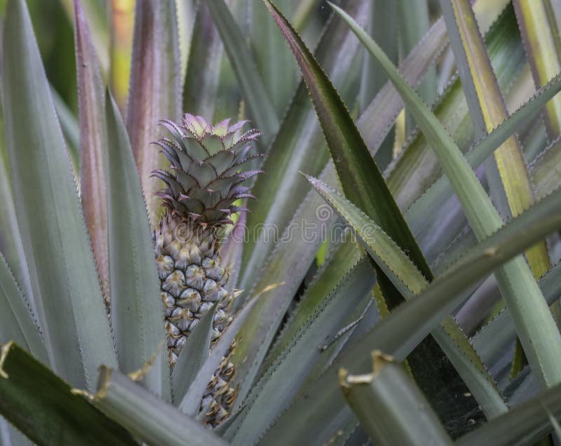 Organic Pineapple Plantation in Kerala Stock Photo Image of farm