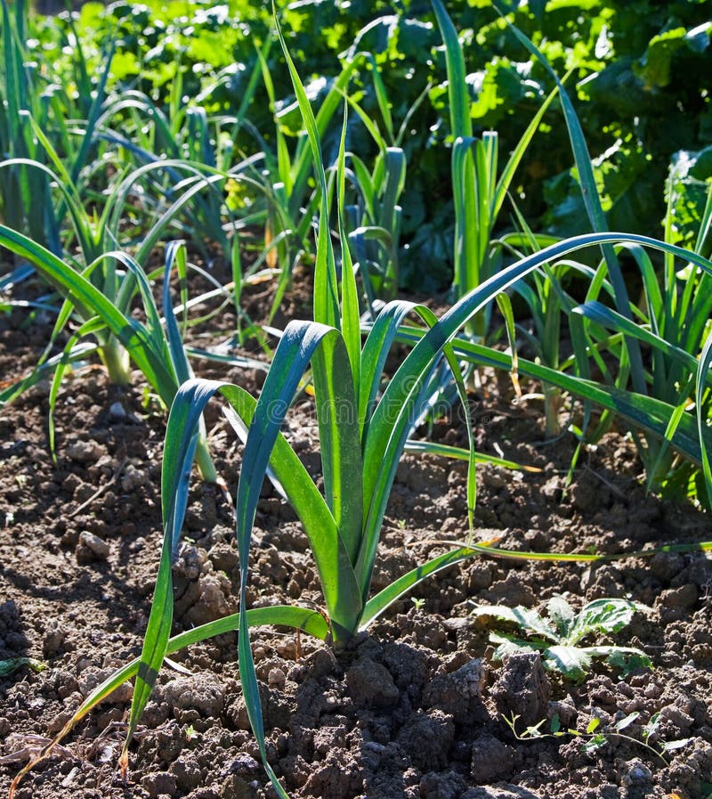 Organic Plant of Onion in a Kitchen Garden. Stock Photo Image of farm