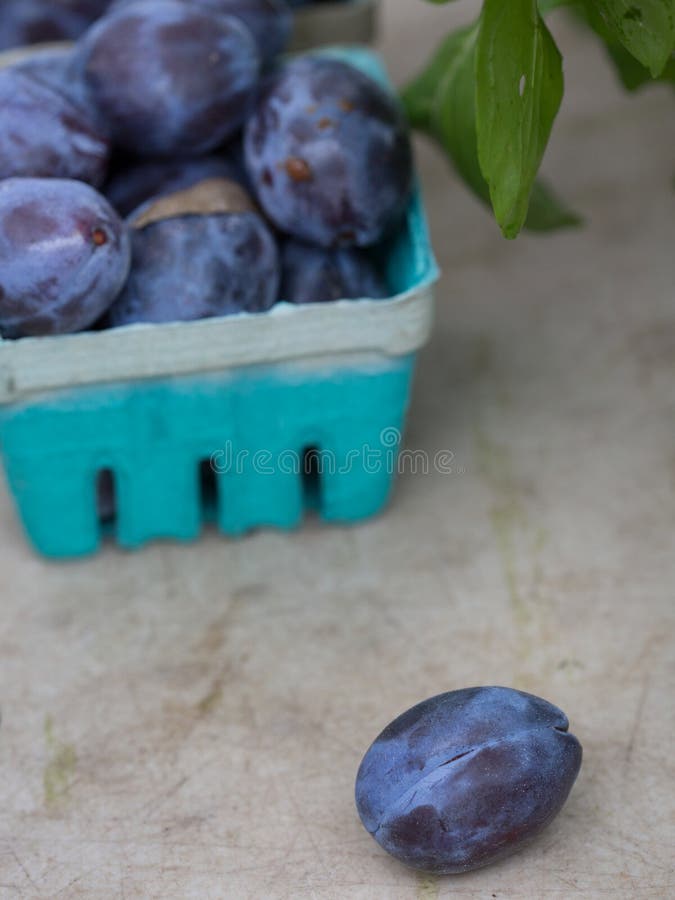 Organic Plums stock photo. Image of branch, lifestyle 27307240