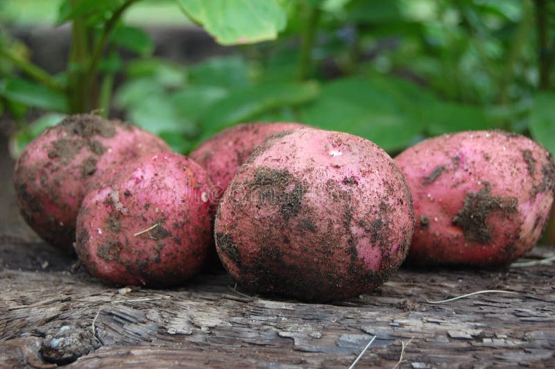 Organic Potatoes in a Vegetable Garden royalty free stock images Organic Potatoes in a Vegetable Garden royalty free stock images