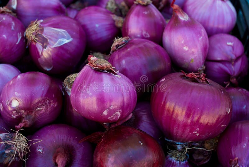 pickling purple onions pickling purple onions