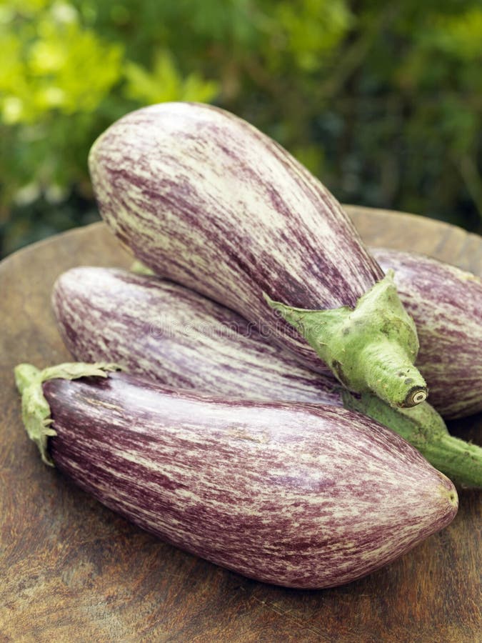 Organic Purple and White Eggplants Stock Photo Image of vegetable