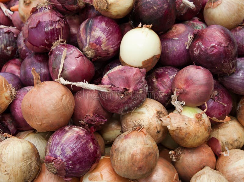 Organic purple and white onions stock photography Organic purple and white onions stock photography