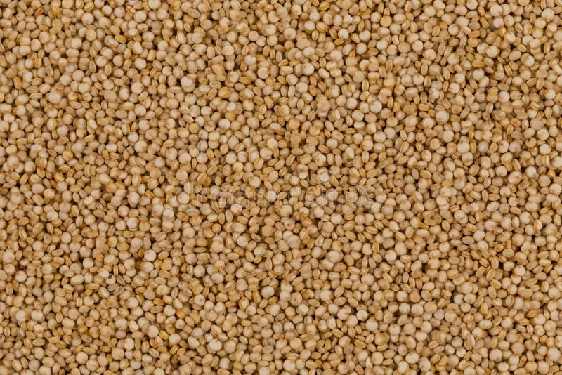 Quinoa seeds close up stock image. Image of white, closeup - 104137991