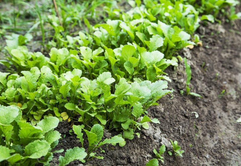 Organic Radish Rows Seedling Growing in the Vegetable Garden Stock