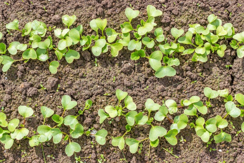 Organic radish seedlings in the vegetable garden. Healthy vegetarian food from your own garden. Planting vegetables in spring