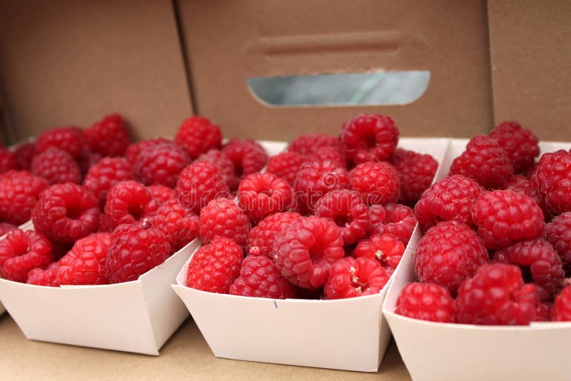 Organic raspberries stock image. Image of healthy, source 22661377