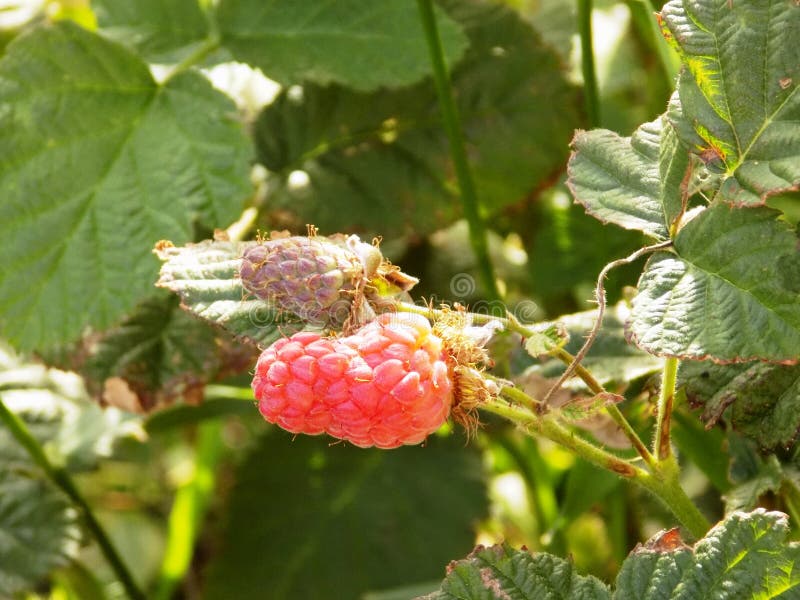 Organic Raspberries in English Country Garden