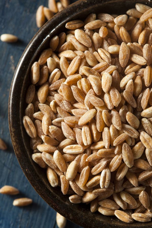 Organic Raw Farro Grain stock image. Image of hulled 46523443