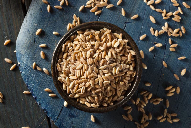 Organic Raw Farro Grain stock photo. Image of brown, food 46523516