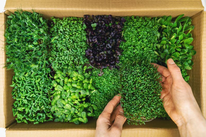 Organic raw food - woman take a microgreens container out of cardboard box