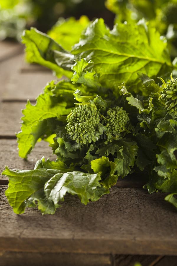 Organic Raw Green Broccoli Rabe Rapini Stock Image Image of