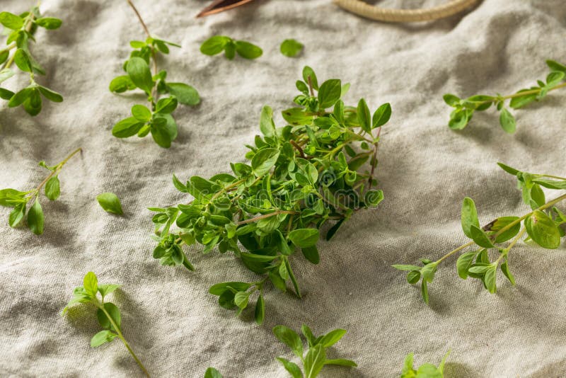Organic Raw Green Marjoram Herb Stock Image Image of agriculture