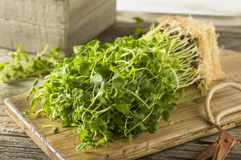 Organic Raw Green Pea Shoots Ready to Eat