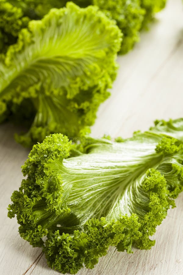 Raw Mustard Greens stock image. Image of micro, nature 65995895
