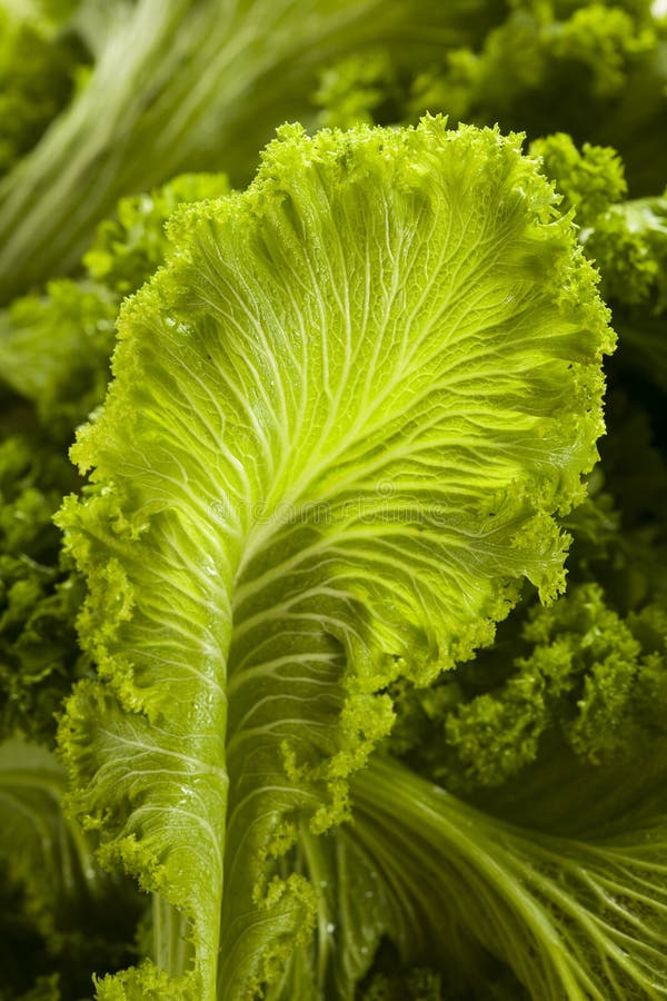 Organic Raw Mustard Greens stock image. Image of plant 42110677