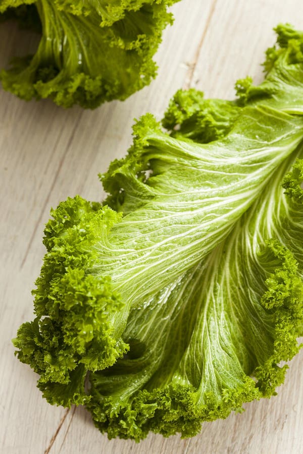 Organic Raw Mustard Greens stock image. Image of herb 42110679